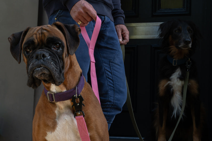SHORT DOG LEADS (WE CAN MAKE YOU A LONG OR SHORT LEAD, TO A PARTICULAR LENGTH)