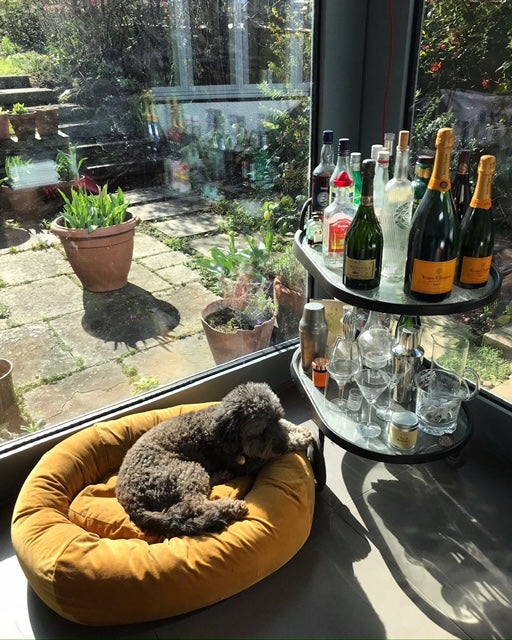 Ivy a loving Cockapoo