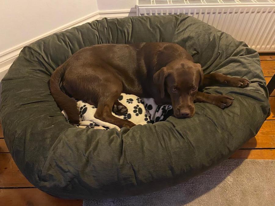 Argo the Chocolate Lab