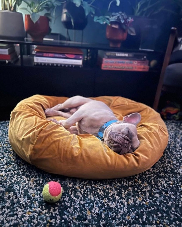 Beau a beautiful Frenchie