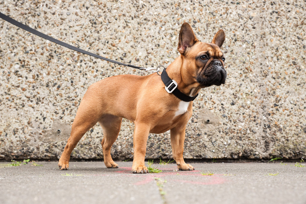 BELLA : COLLARS AND LEADS FOR A FRENCHIE