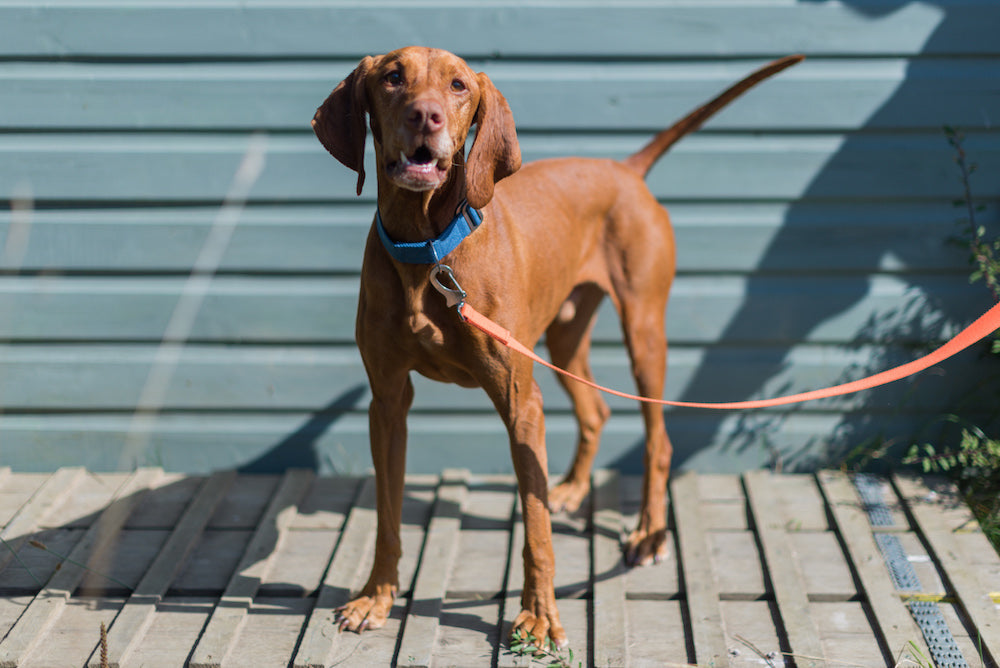 JACKSON : BLUE COLLAR AND ORANGE LEAD FOR A VIZSLA