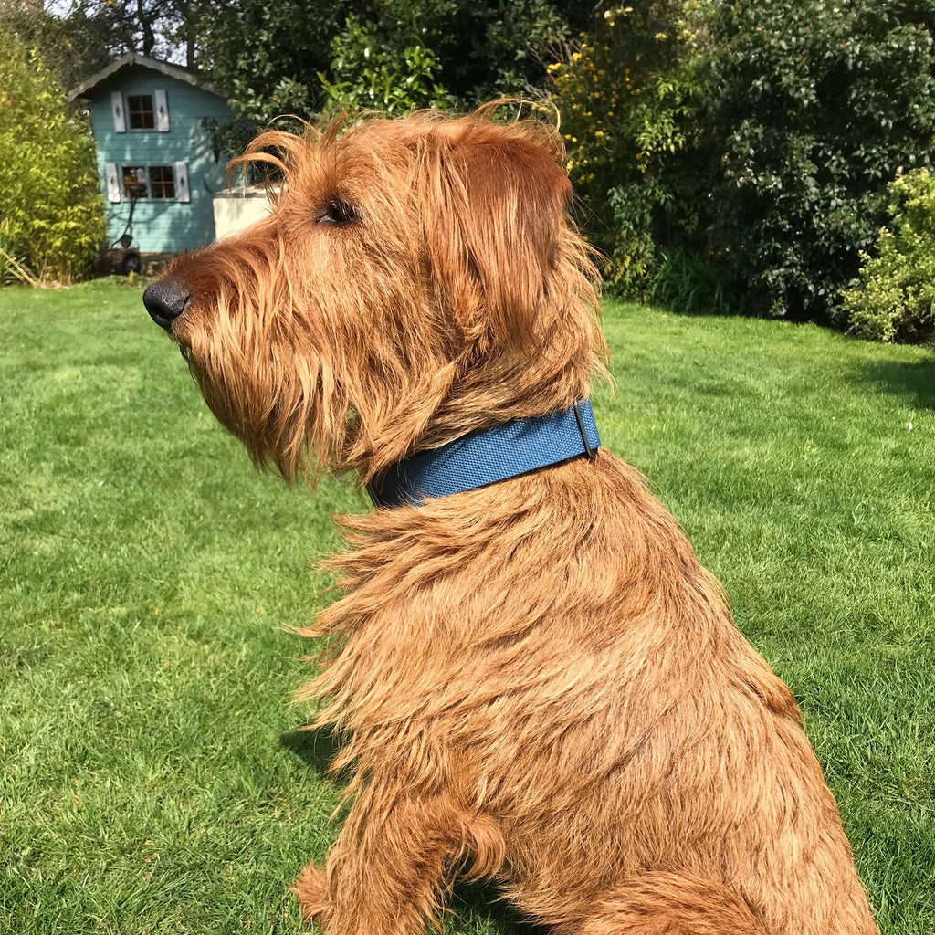 Ted