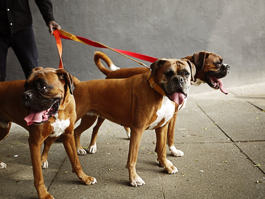 COLOURFUL DOG LEADS THAT STAND OUT FROM THE CROWD