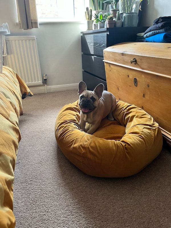 Ciro the French Bulldog