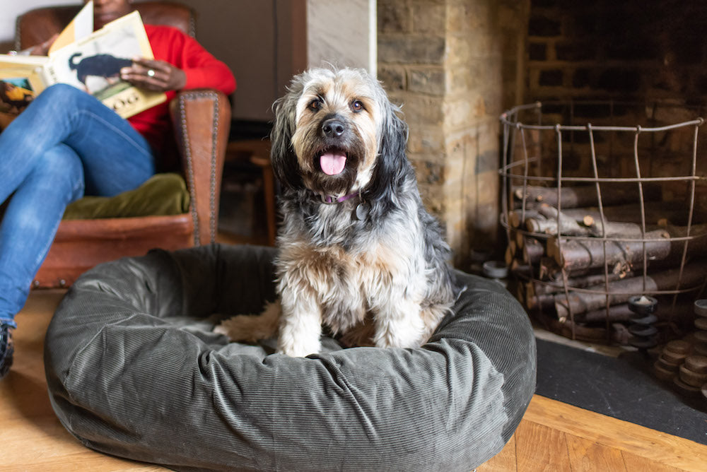 SQUEEK IN HIS DOG BED