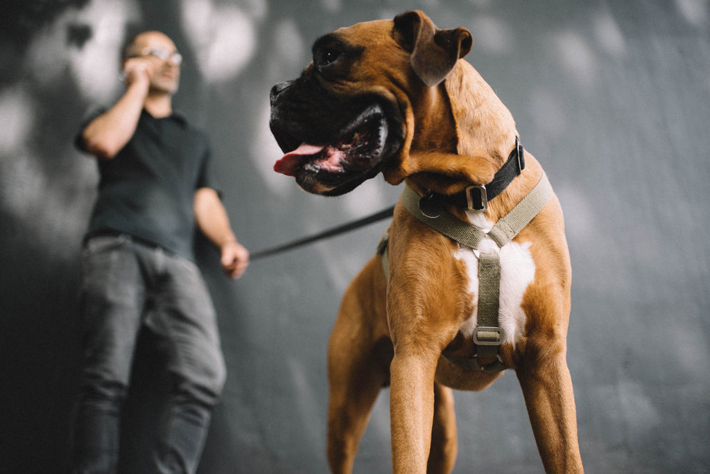 TIM IN HIS KHAKI HARNESS