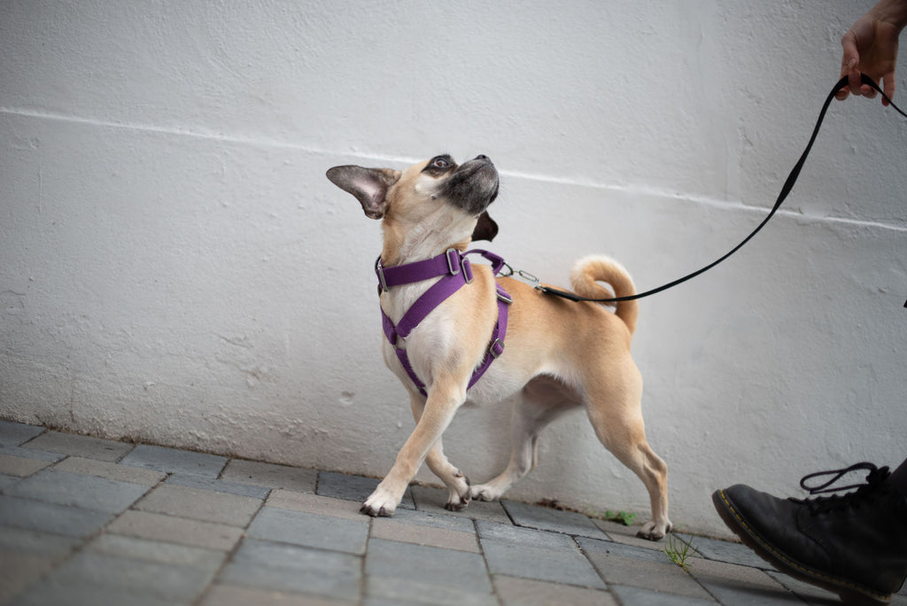 YOSHIMI : PURPLE HARNESS FOR A PUGGLE