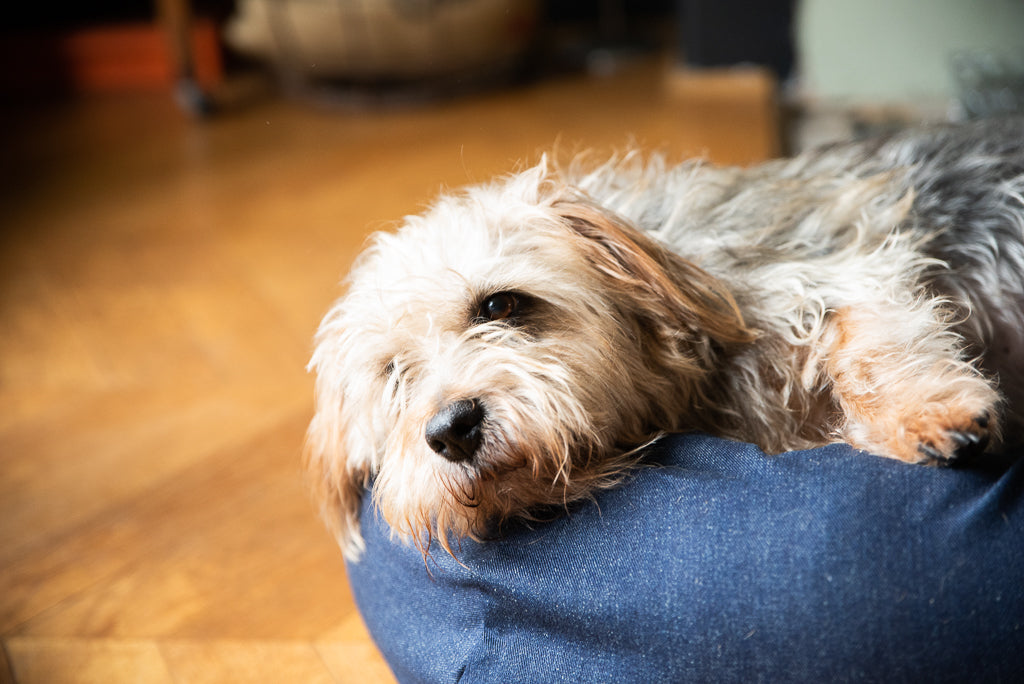 BOGGLE IN HIS DENIM DOG BED