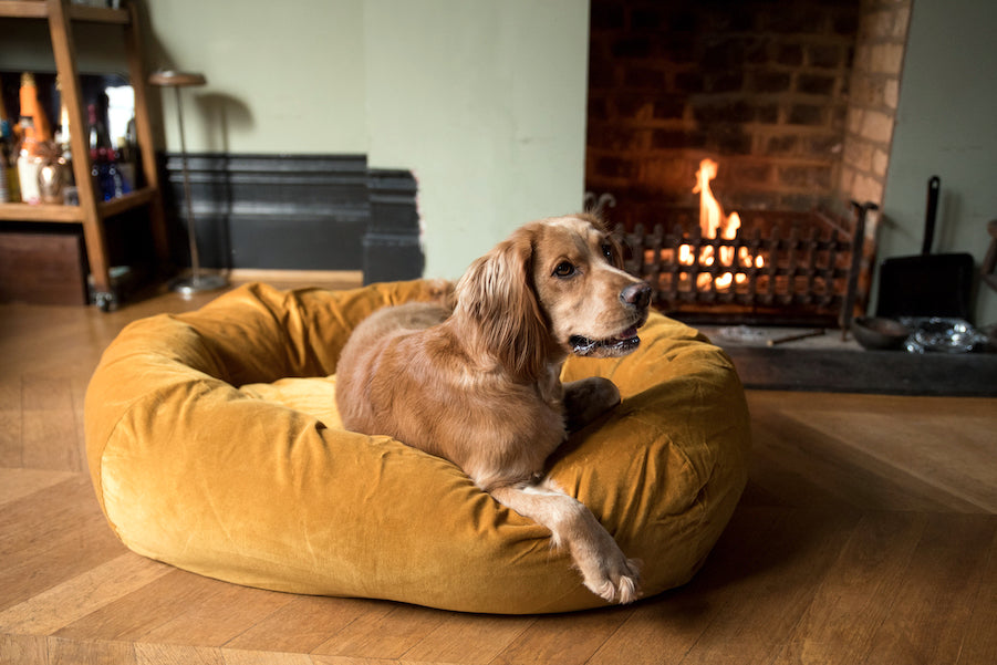RUPERT A GOLDEN COCKER SPANIEL IN BED