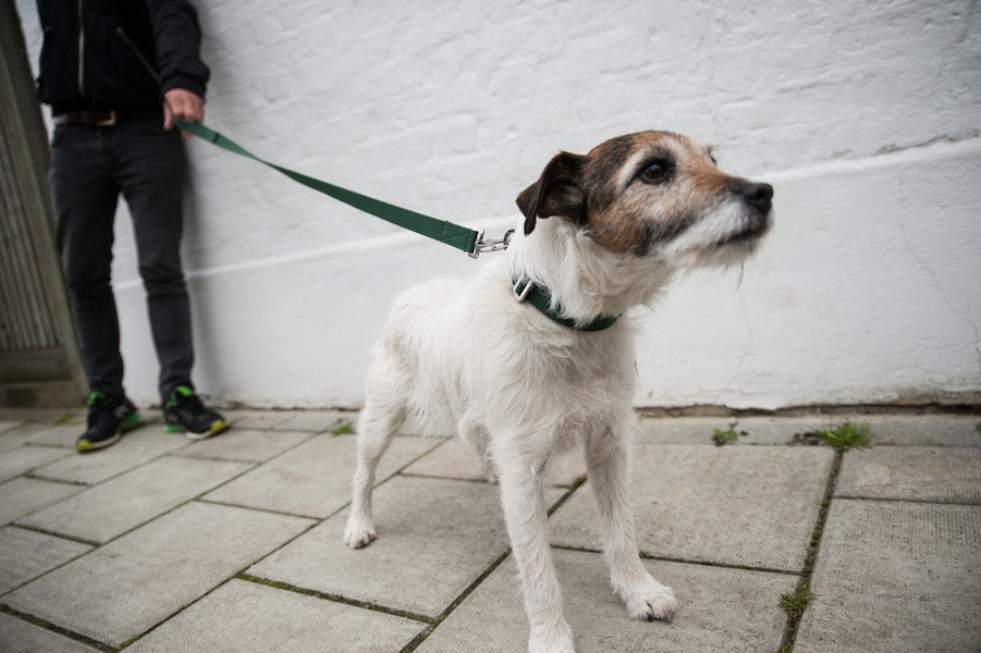 CHOOSING A GOOD DOG LEAD THAT WORKS FOR BOTH YOU AND YOUR DOG