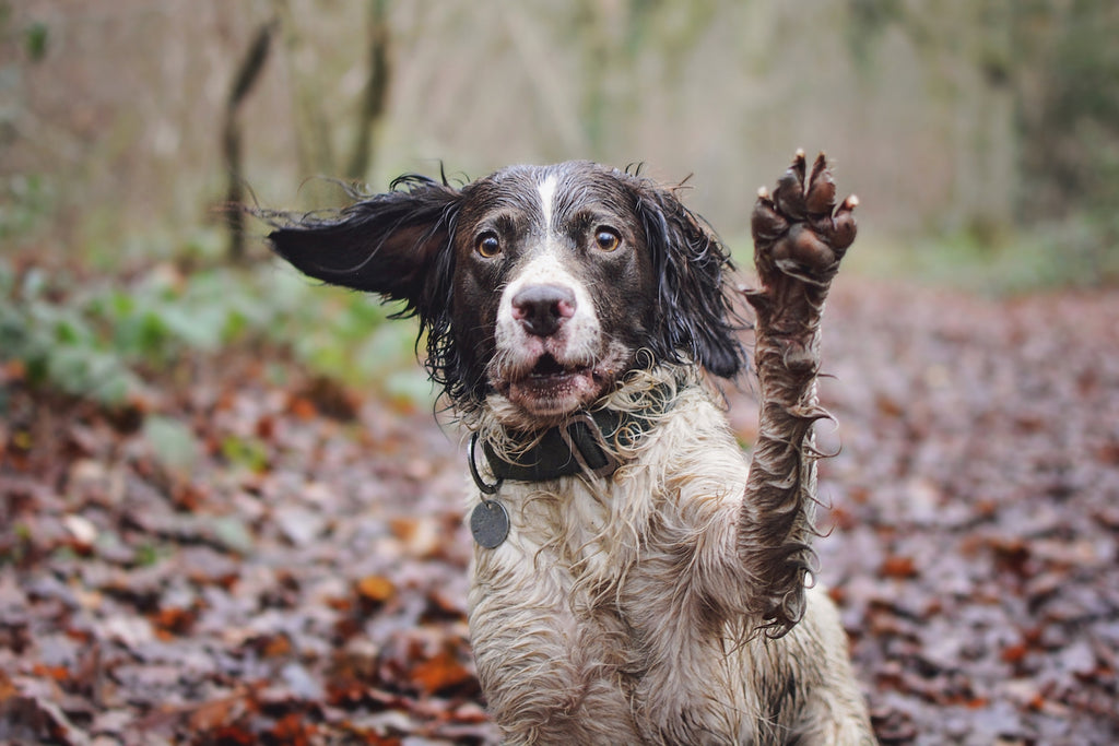 ALFIE : GREEN COLLAR AND LEAD FOR A SPRINGER SPANIEL