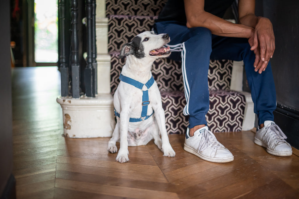 TRAVIS TRIES ON A BLUE HARNESS