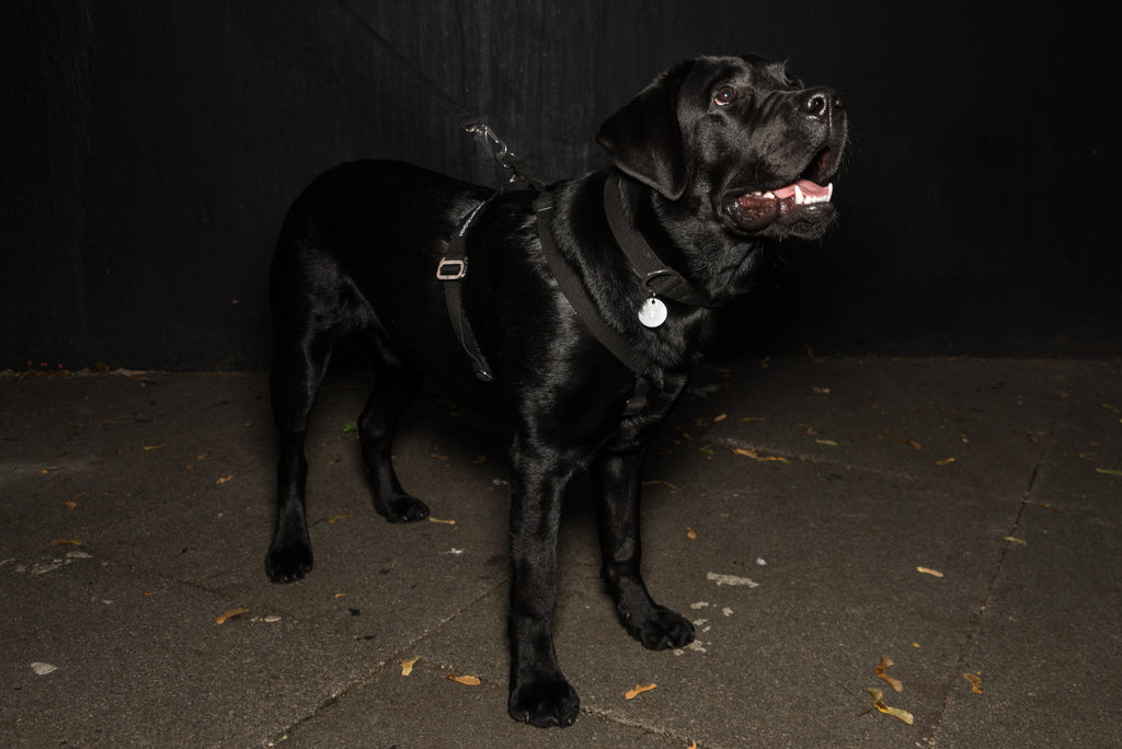 BISON : BLACK HARNESS FOR A LAB