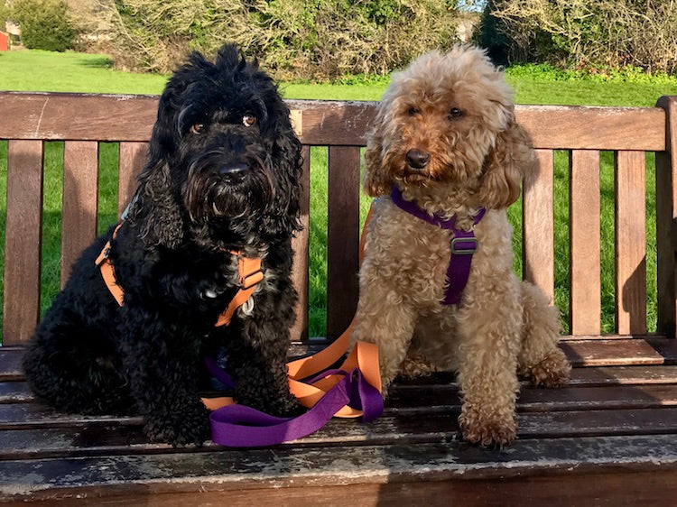 Dante and Dede the Doodles