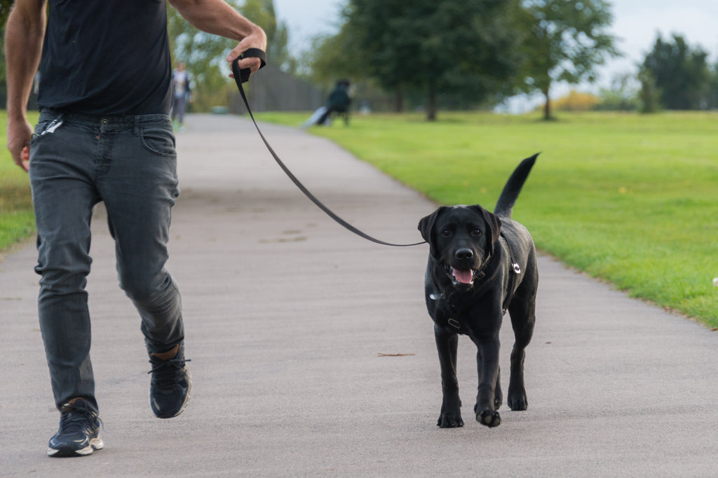 5 THINGS TO CONSIDER WHEN CHOOSING A HARNESS FOR YOUR DOG : HINDQUARTERS GUIDE TO CHOOSING THE RIGHT HARNESS FOR YOUR DOG
