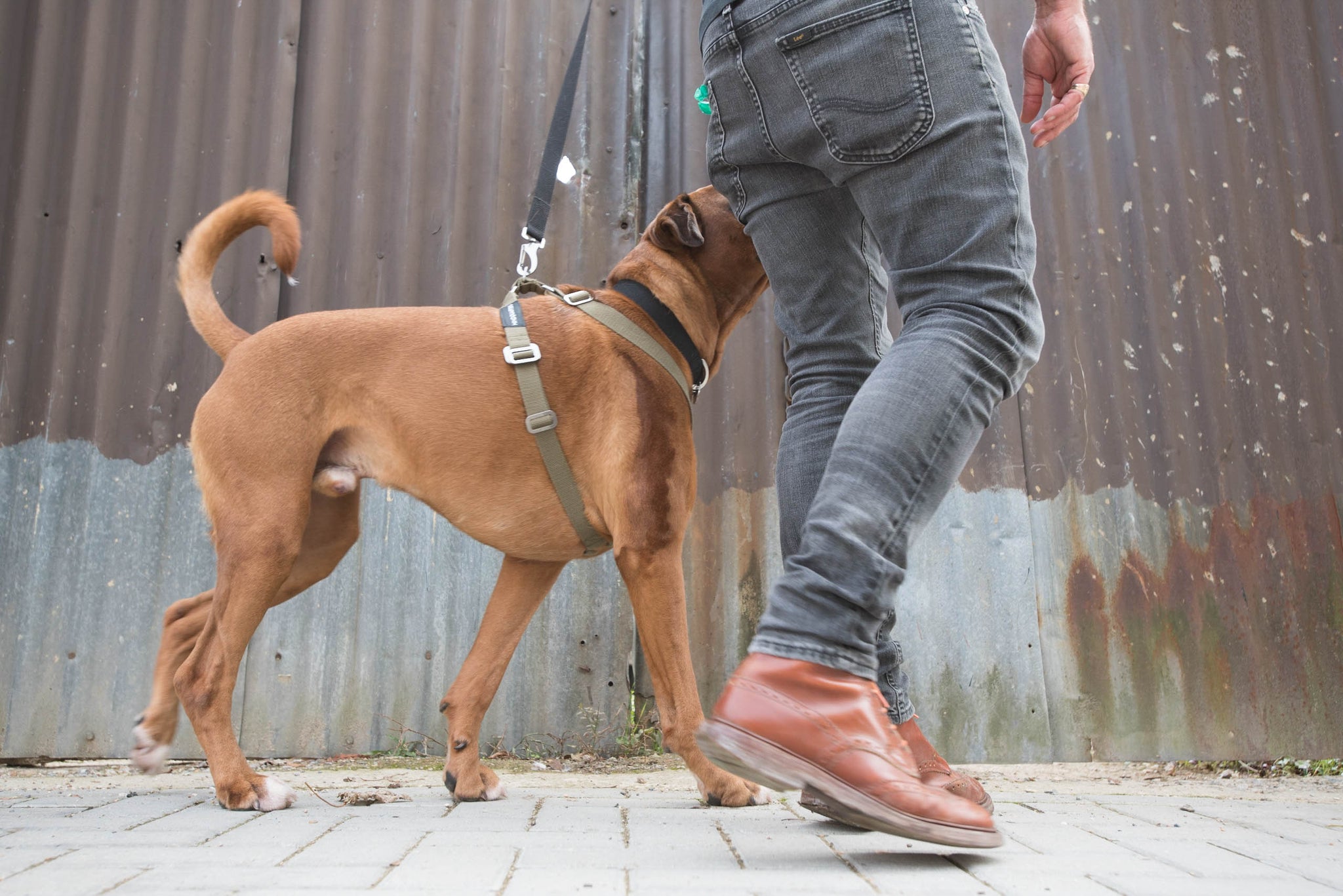 HOW TO MEASURE FOR A HINDQUARTERS HARNESS (INSTRUCTIONS TO GETTING THE RIGHT SIZE HARNESS FOR YOUR DOG)