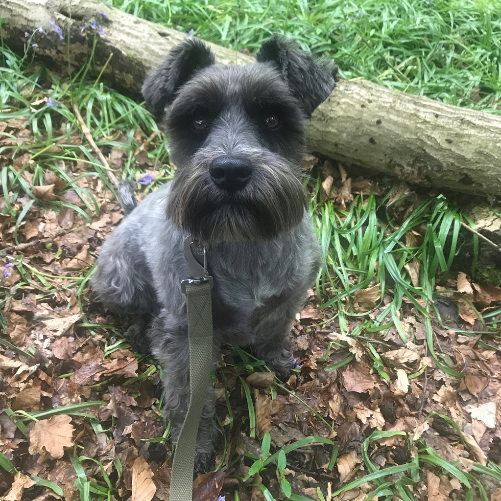 TED