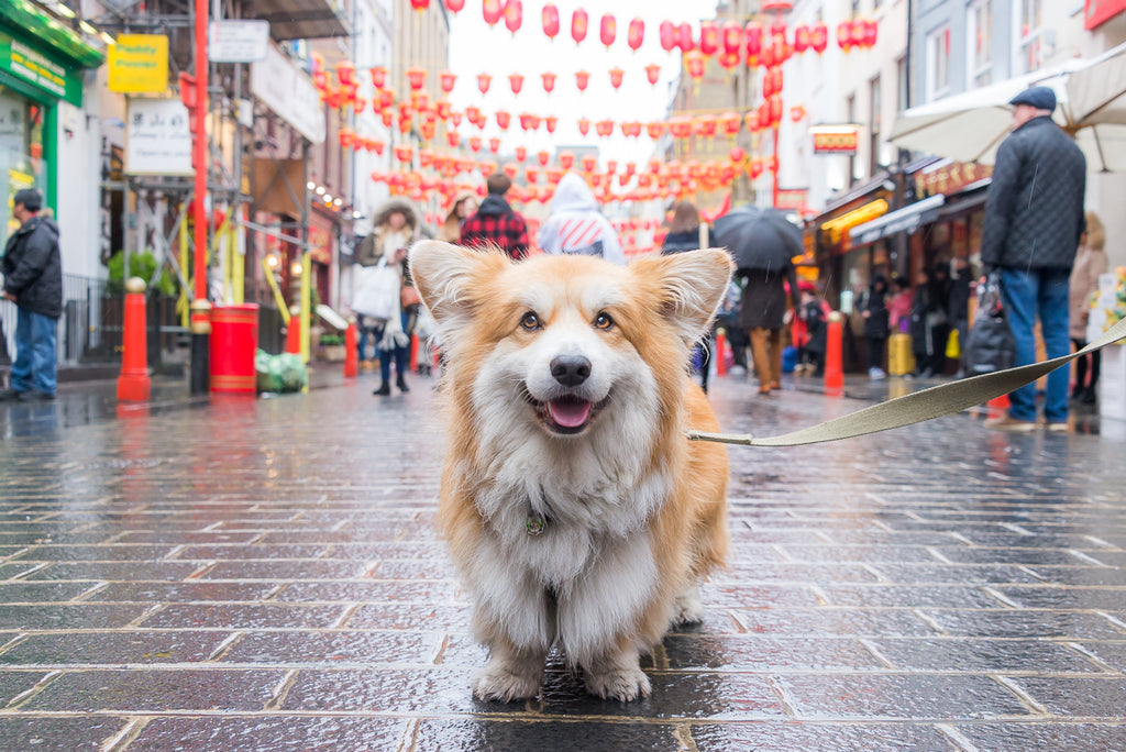 MARCEL LE CORGI