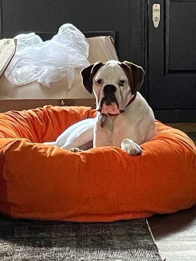 Nancy a beautiful Boxer