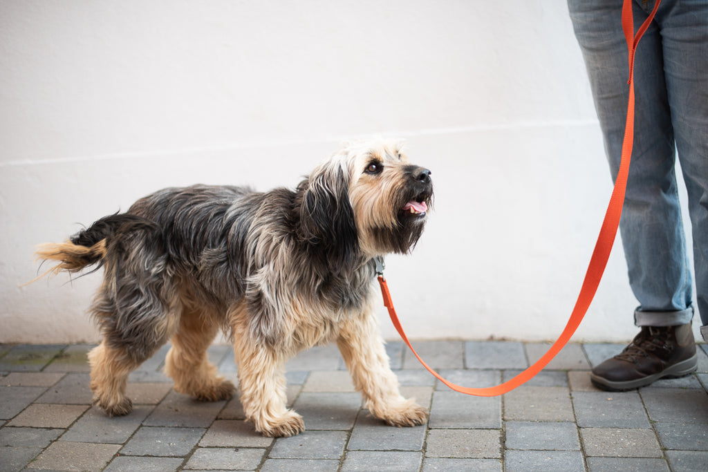 SQUEEK : COLLARS AND LEADS