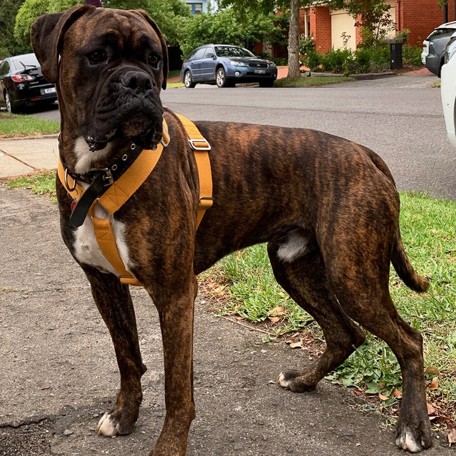 PABLO