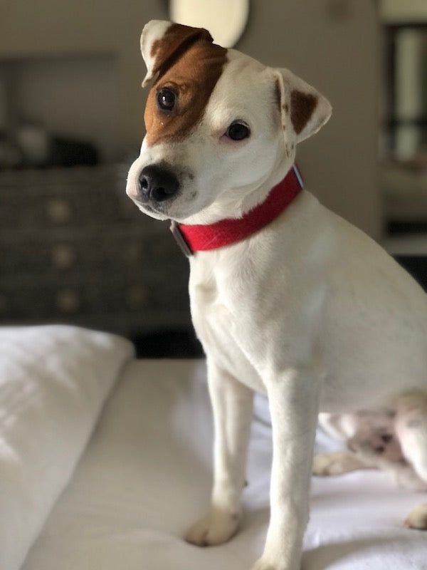 Stanley a sweet JRT