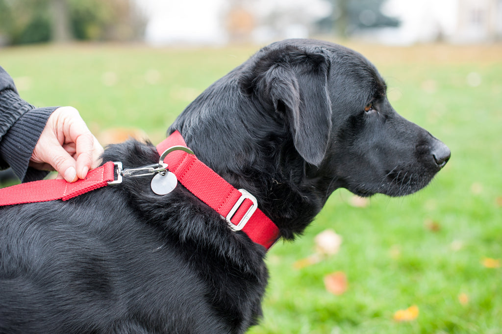 10 WAYS TO WEAR RED (IF YOU ARE A DOG)