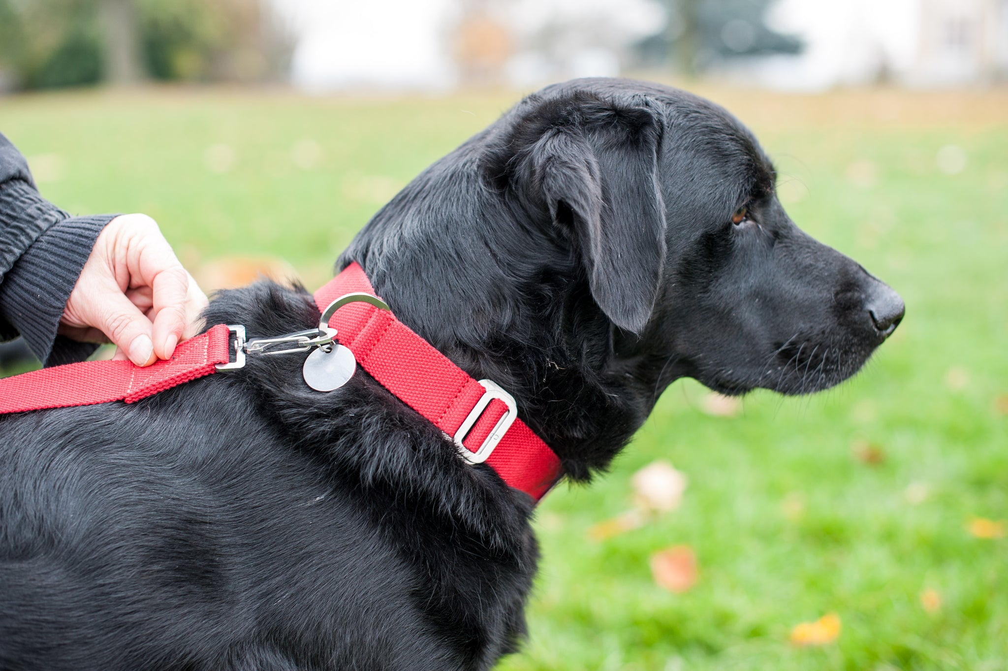 10 WAYS TO WEAR RED (IF YOU ARE A DOG)