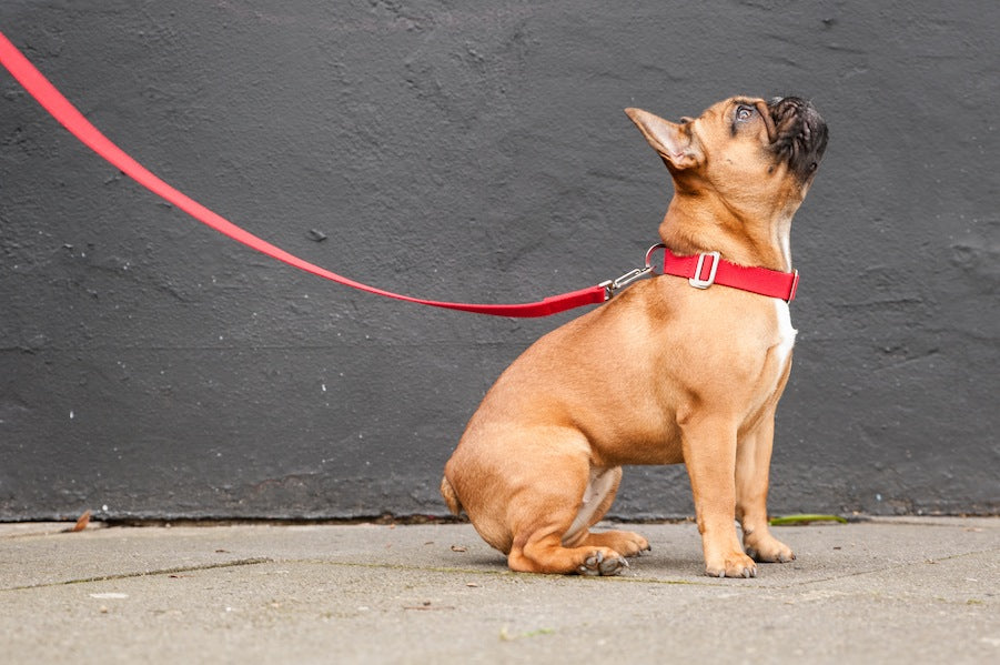 WHAT SIZE COLLAR FOR MY DOG?
