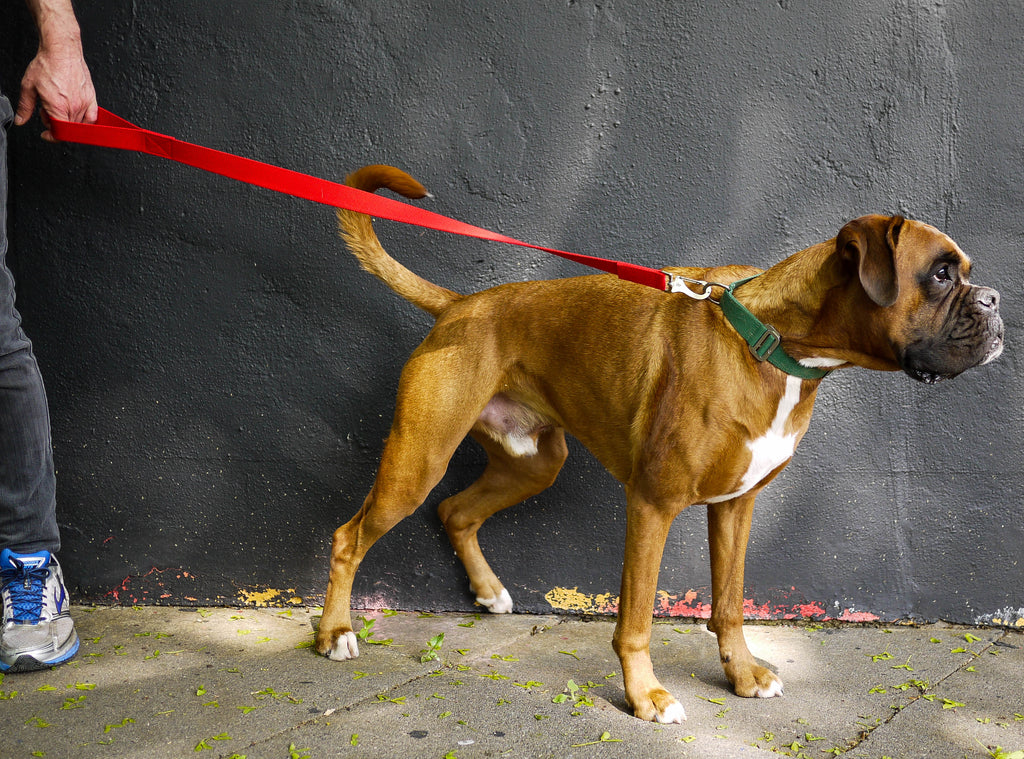 TIMBER : COLLARS AND LEADS FOR A BOXER