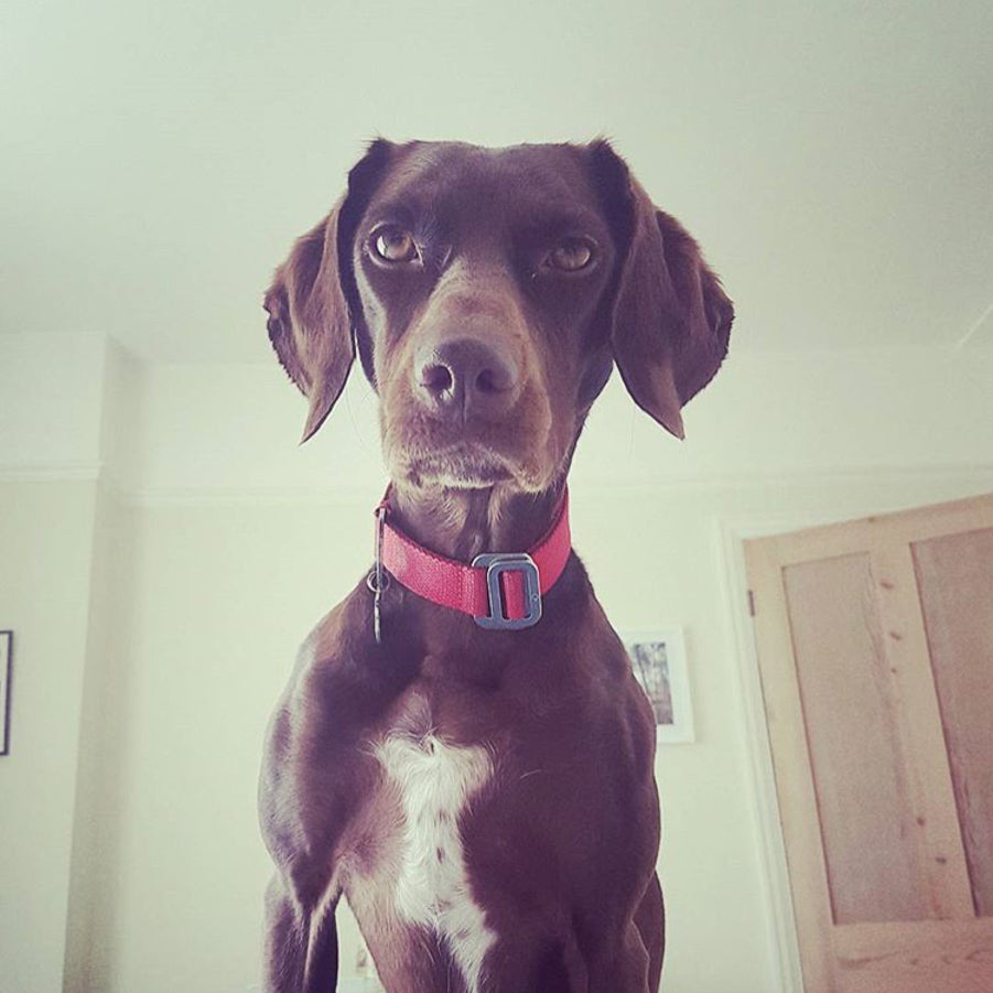 SCOUT