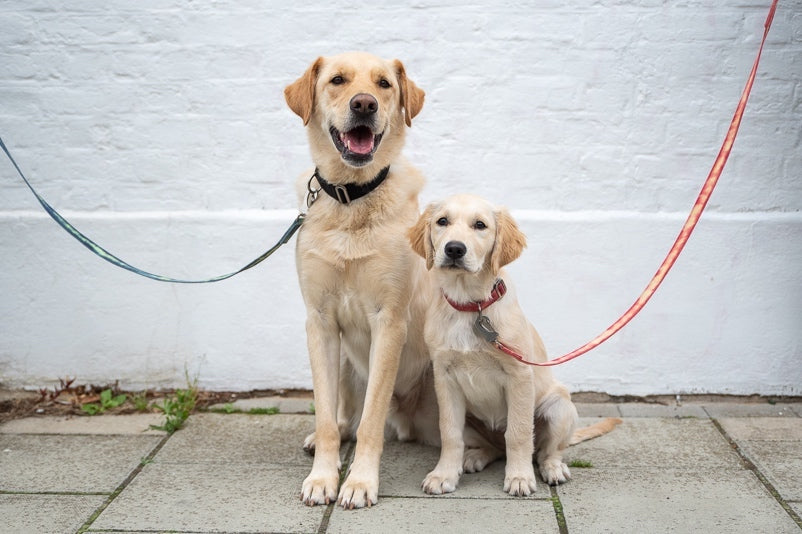 TIE-DYE COLLARS AND LEADS