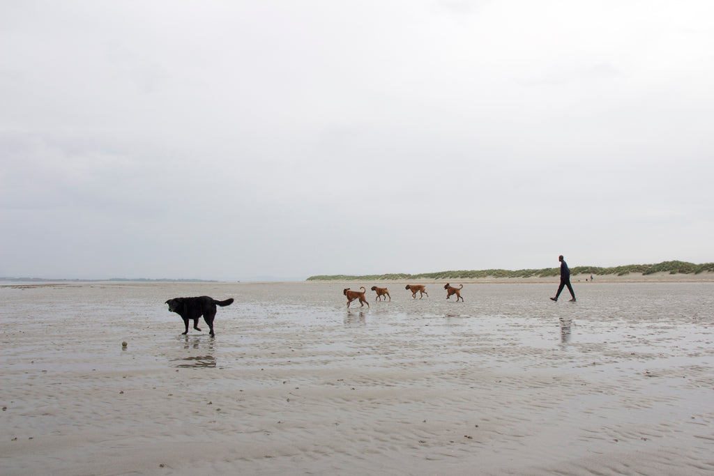 BEACH BUMS : A HINDQUARTERS DAY OUT AT THE BEACH