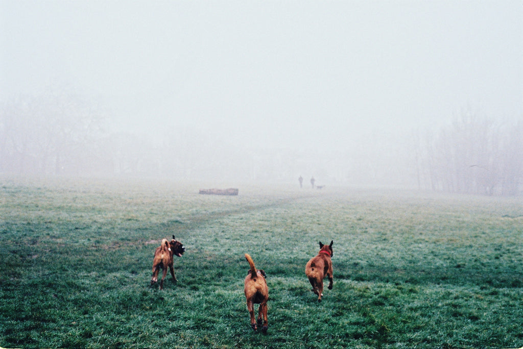 A DAY IN THE LIFE : THE HINDQUARTERS DOGS OUT AND ABOUT