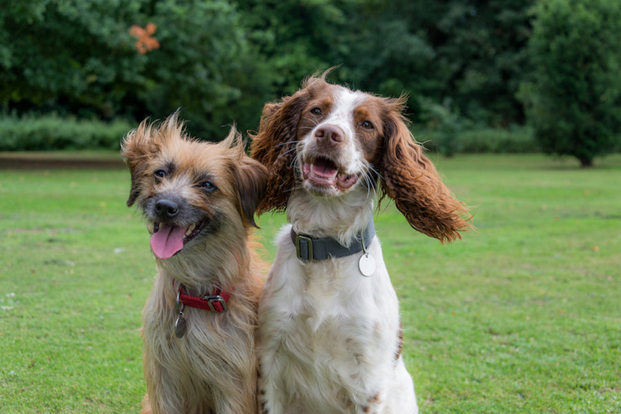 WHAT COLOUR COLLAR FOR MY DOG?