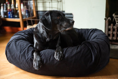 Dog Beds