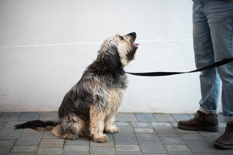 Dog Leads