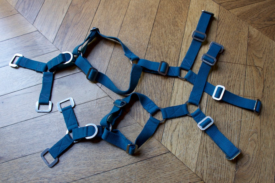 blue hindquarters harnesses