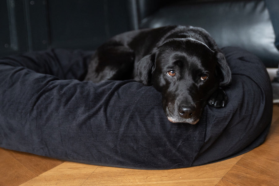 dog bed for black lab