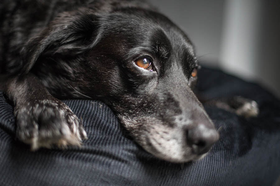 good dog beds for black lab