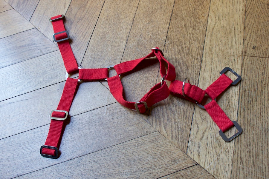 small red harness for dog