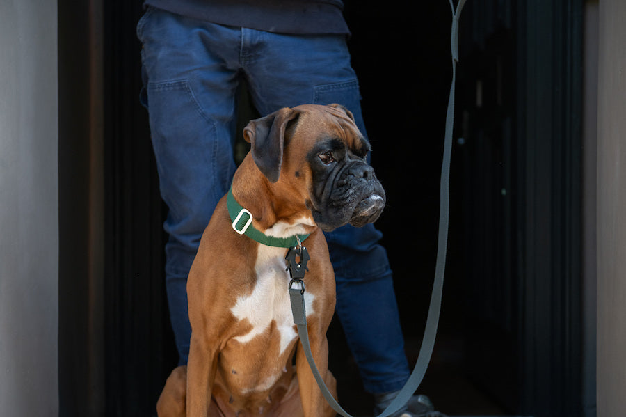 smart grey dog lead