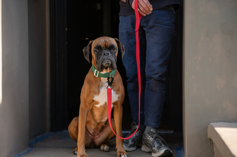 smart red dog lead