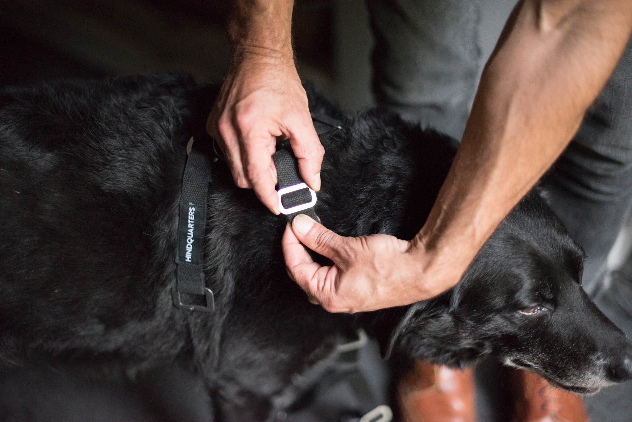 adjustable harness