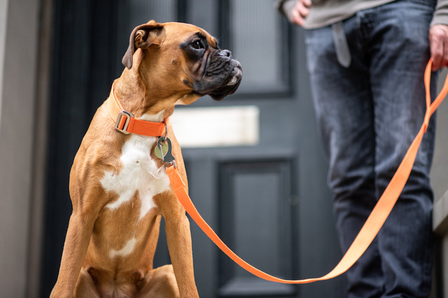adjustable orange dog collar