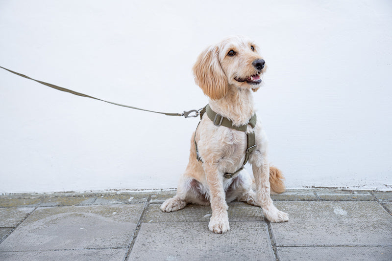 best harness for a cockapoo