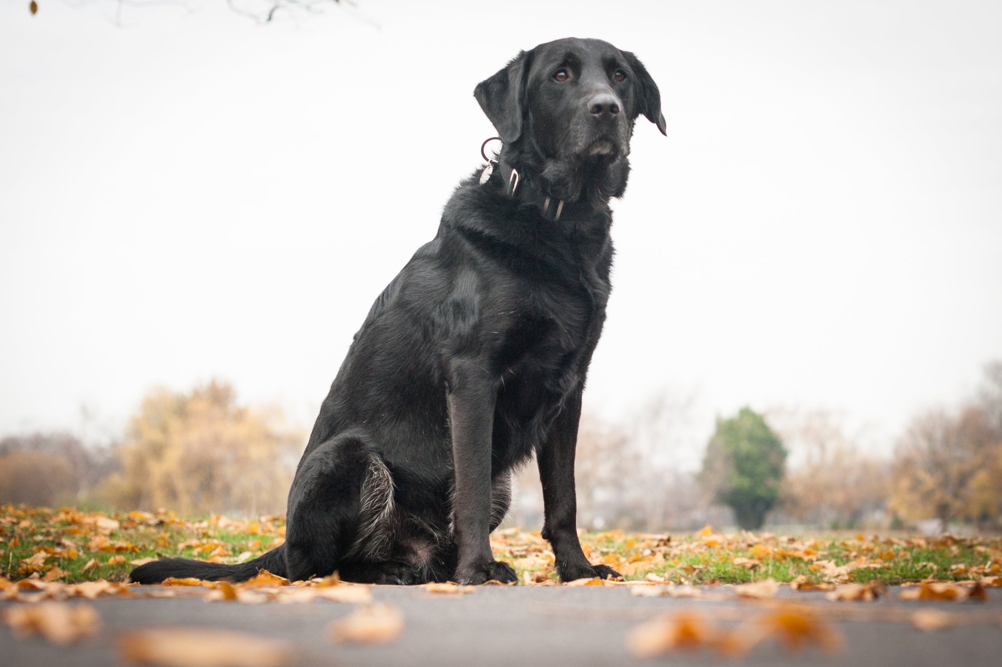 labrador