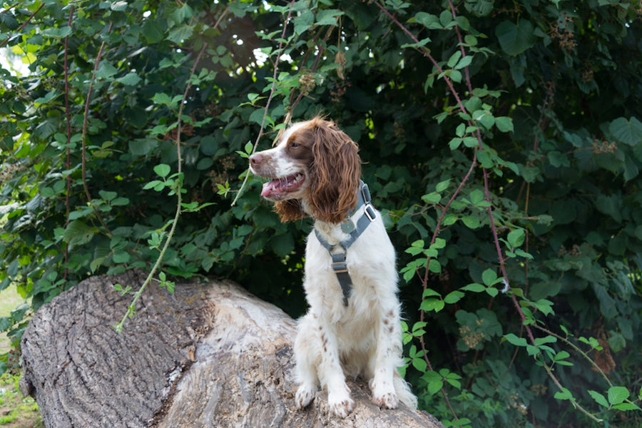 comfy cotton harnerss spaniel