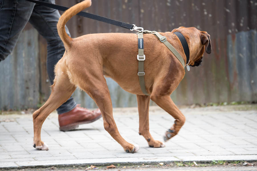 Khaki harness